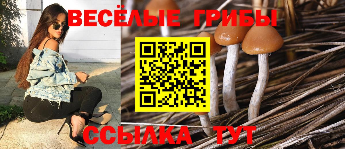 Псилоцибиновые грибы прущие грибы Северск